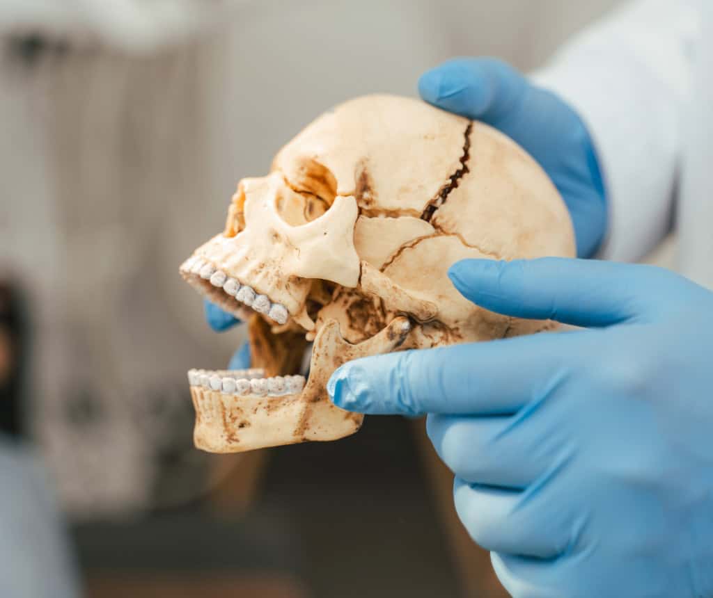 Localización de la articulación temporomandibular (ATM) en la mandíbula